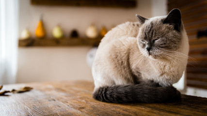 Gorgeous cat sitting on table in halloween theme decorated living room. Lifestyle Halloween season...