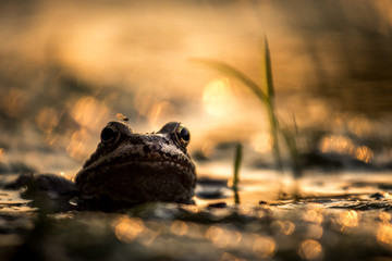 Frog on a lake, sunset lights