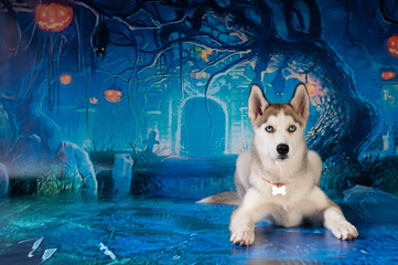 husky four month puppy on dark blue holiday background