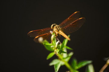 Macro shot, dragonfly in the nature habitat