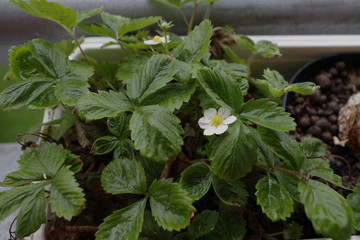 blooming strawberry in a pot