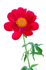 One red peony flowers isolated on white background