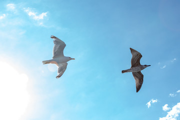 White gulls hovering in the sky. Bird's flight. Seagull on blue sky background