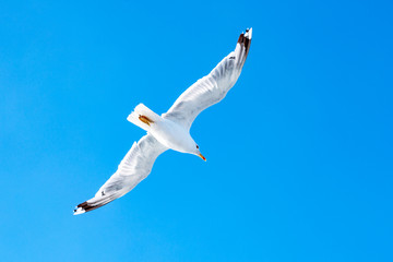 White gull hovering in the sky. Bird's flight. Seagull on blue sky background