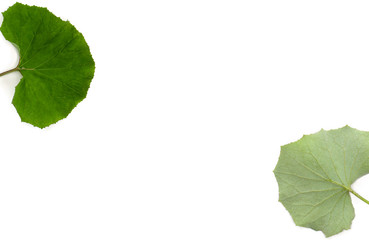 Naklejka na ściany i meble Leaves coltsfoot ( Tussilago farfara ) top and underside on white background with space for text. Other names: tash plant, coughwort, farfara, foalswort, horse foot. Top view, flat lay