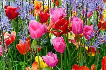 colorful flowers in garden, spring Germany.