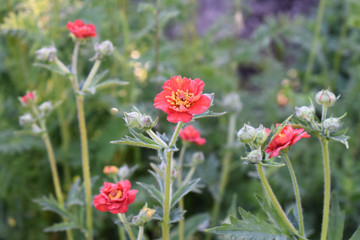 Geum Flowering in the Perennial Border