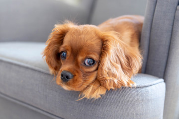 Cute puppy lying on the armchair