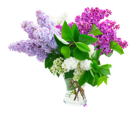Fresh lilac flowers bouquet in soft pastel colors in vase isolated over white background