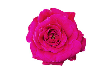 Beautiful Pink rose isolated on white background, soft focus.