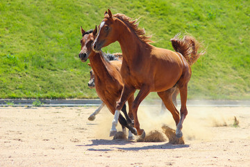 Thoroughbred Arabian horses play at large with each other
