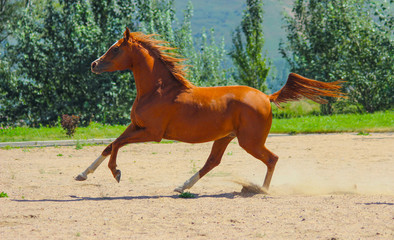 Young pureblood Arabian stallion gallop