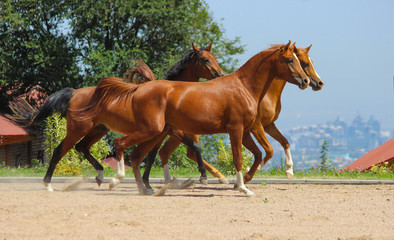 Young stallions of purebred Arabian breed run together against the background of the city