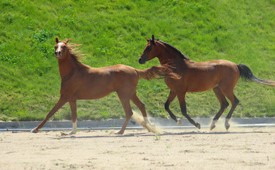 purebred arabian horses gallop