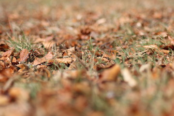 Herbstboden 1