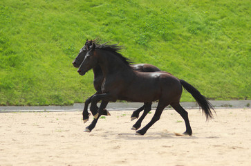 black handsome, 