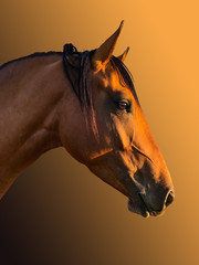 head of a golden horse