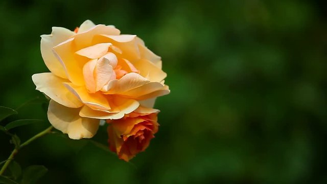 Double Red Yellow Rose autumn Garden hd footage