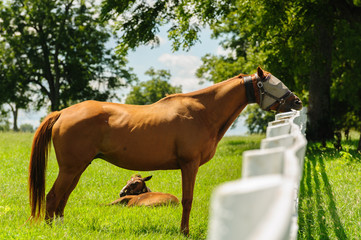Mare and foal
