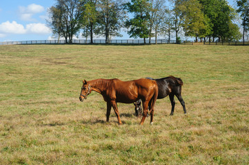 Obraz premium Horses