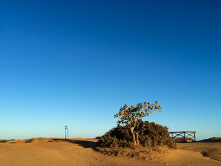 Arbre en Algarve