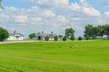 Horse barn and horses