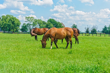 Fototapeta premium Kentucky Thoroughbred Horses