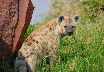A spotted Hyena looking back in a grassland showing a profile view in the green grass in the...