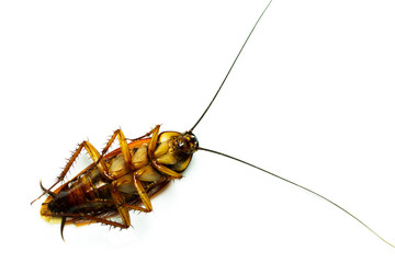 Brown cockroach die overturn on white background and selective focus.