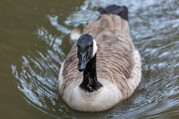 Canadian goose