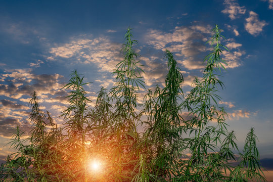 Plants of meadows and fields - hemp, cannabis, marijuana
