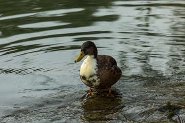 Duck in water