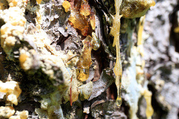 bright orange spruce resin flowing down the tree Sunny summer day in the forest