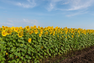 Fototapeta na wymiar Sunflowers Field amd Blue Sky