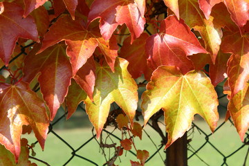 Foglie in Autunno