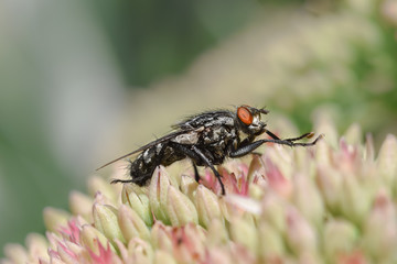 house fly on flowers