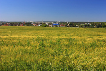 Field of green wheat ears