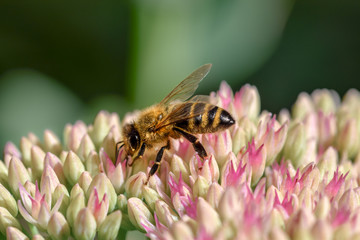 Honeybee on flower