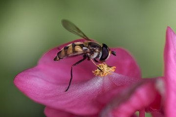 Hoverfly on flower drinking nectar