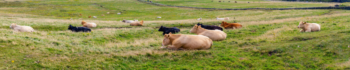 Cows resting in a farm in Cliffs of Moher