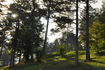 trees in the park