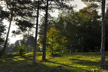 autumn in the park