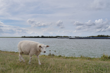 Sheep on Dutch dike