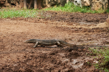 A Varanus salvator walking on the ground