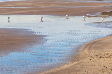Fototapeta na wymiar Seagulls in shallow water on a sandy beach