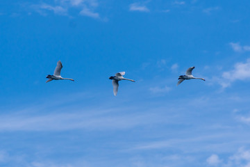 Mute Swans fly by In a trio across a blue sky background with some clouds