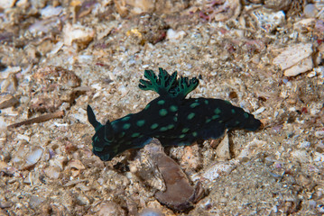 Nembrotha cristata Nudibranch