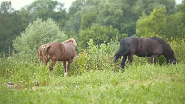 Brown horse and pony eating grass and walking at rural field.