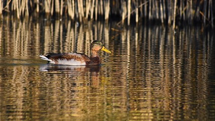 Mallard. Wild duck on the shore of a pond. Male-duck. (Anas platyrhynchos)