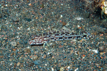 Decorated Sand-Goby Istigobius decoratus